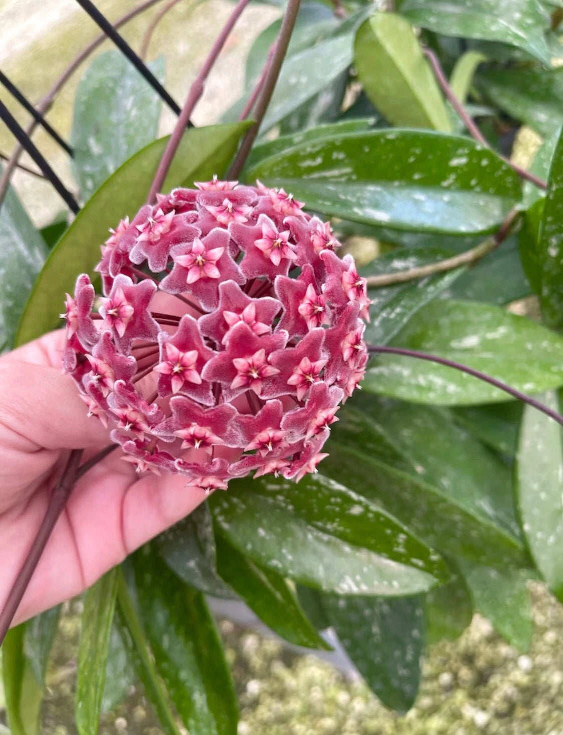 Hoya Publicalyx Splash Plant - Rooted & Growing Hoya Rubra - Unique Indoor Houseplant for Plant Lovers - Easy Care Hoya