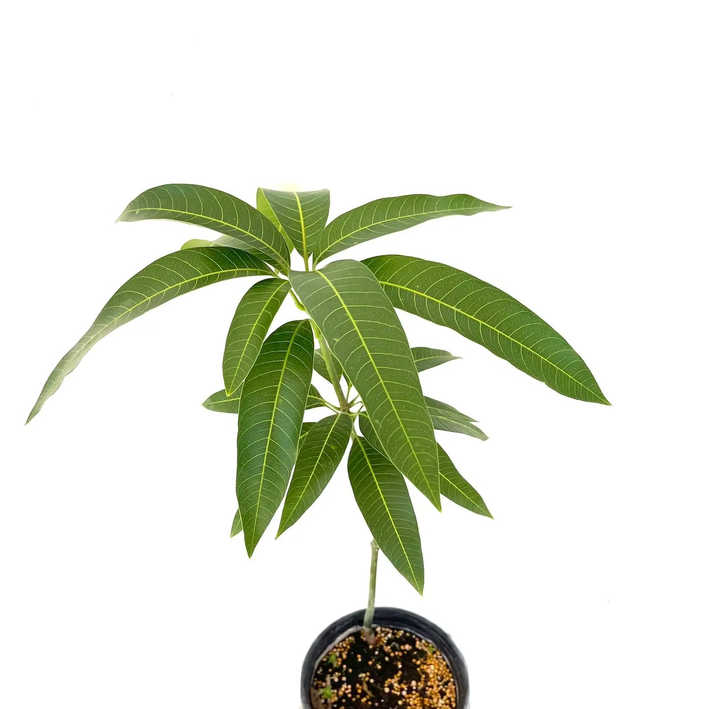 GRAFTED MANGO ALPHONSO (MANGIFERA) LIVE FRUIT TREE 2’-3’ Feet