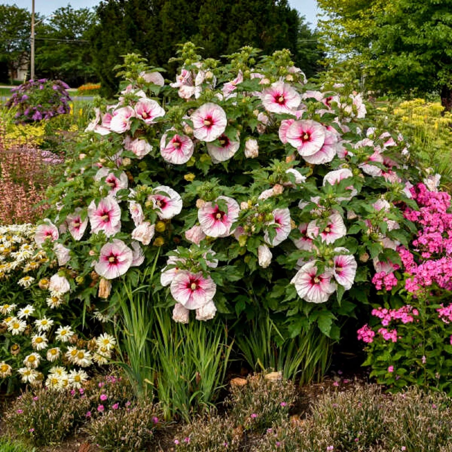 HIBISCUS 'ANGEL EYES' STARTER PLANT APPROX 6-8 INCH