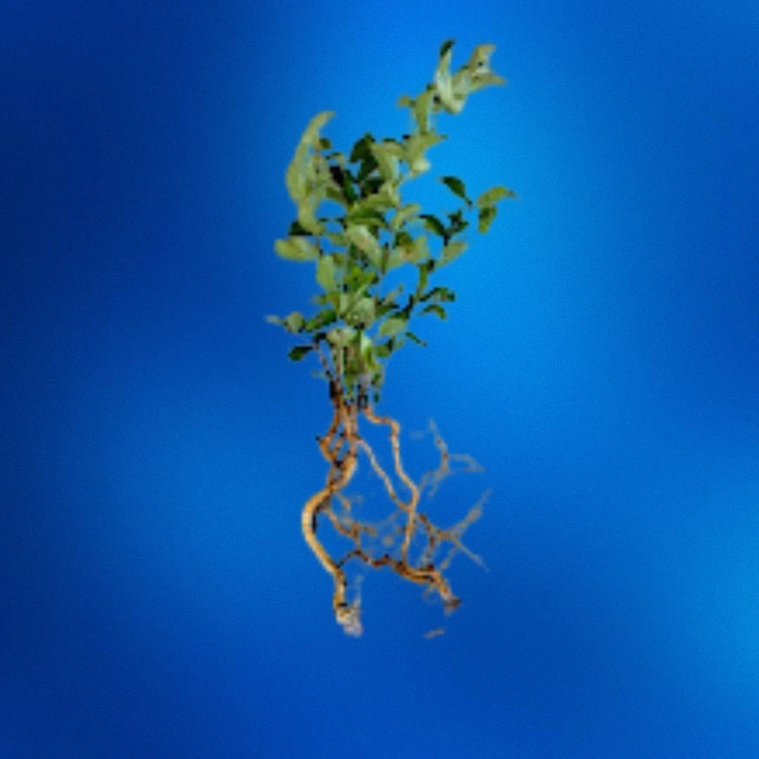 Crepe Myrtle Seedlings Bundle | 6-8 Bare Root | Fast-Growing Flowering Tree 