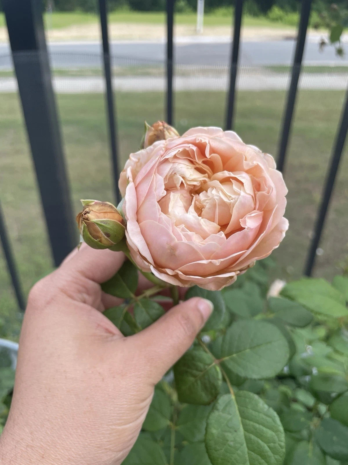 Unrooted Rose Cuttings - 3 Fresh 6" Auspreet/Charles Darwin - Perfect for Gardening and Plant Enthusiasts
