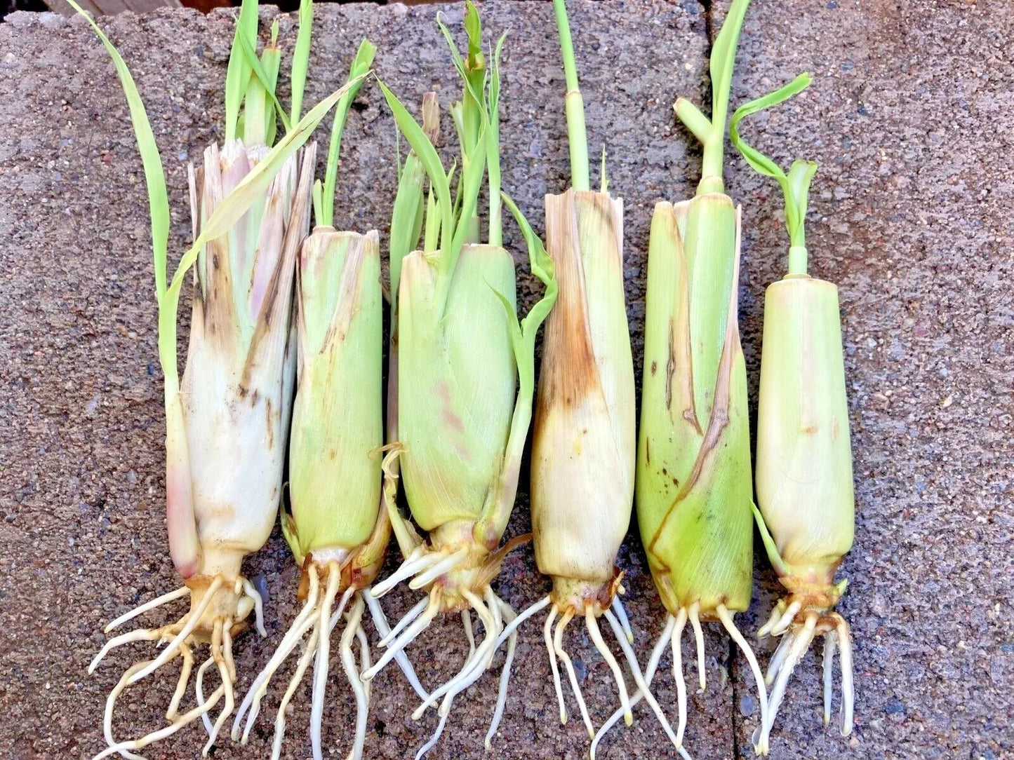 10 Rooted Lemongrass Stalks Ready to Plant