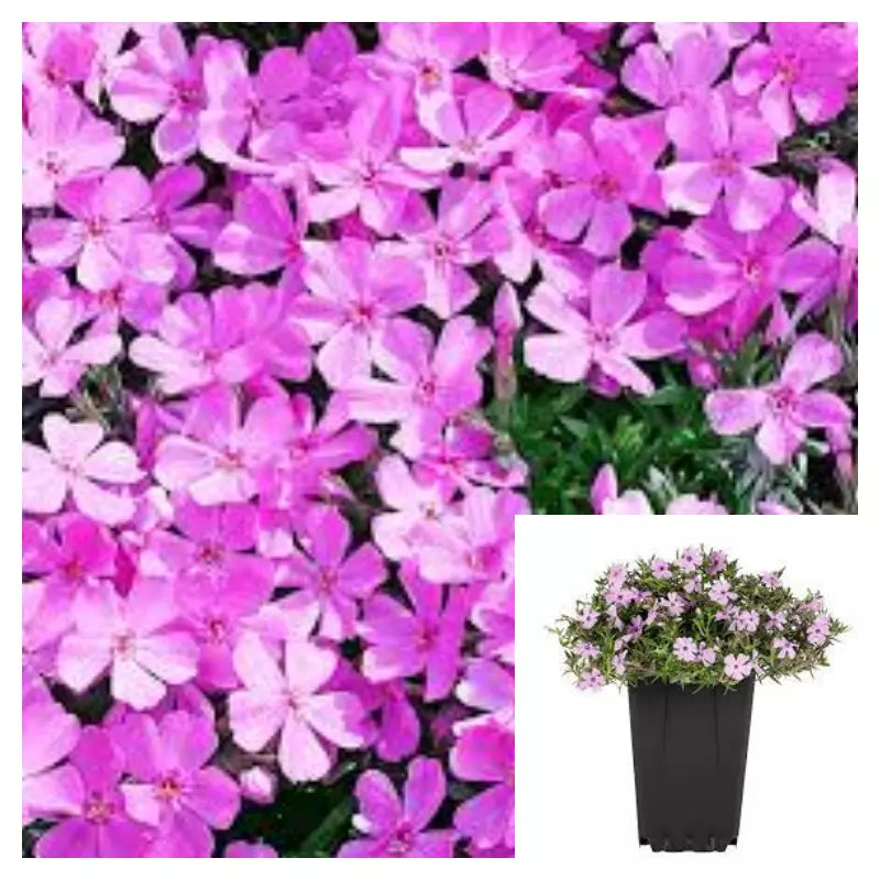 Phlox Subulata Pink 4inches Creeping Phlox Moss Pink Mountain Phlox Live Plant