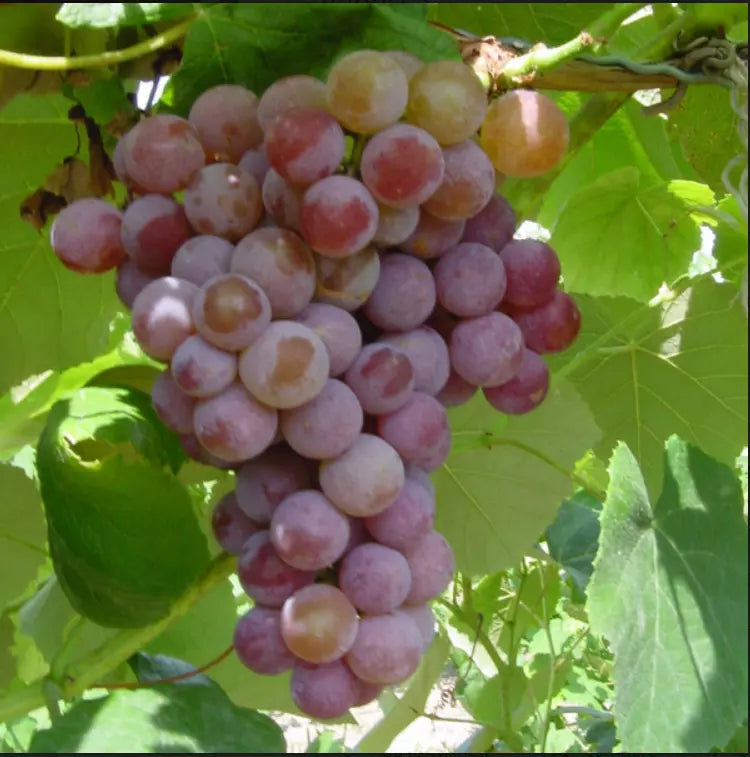 3 Bare Root Live Plant VANESSA WHITE Seedless Grape Vine