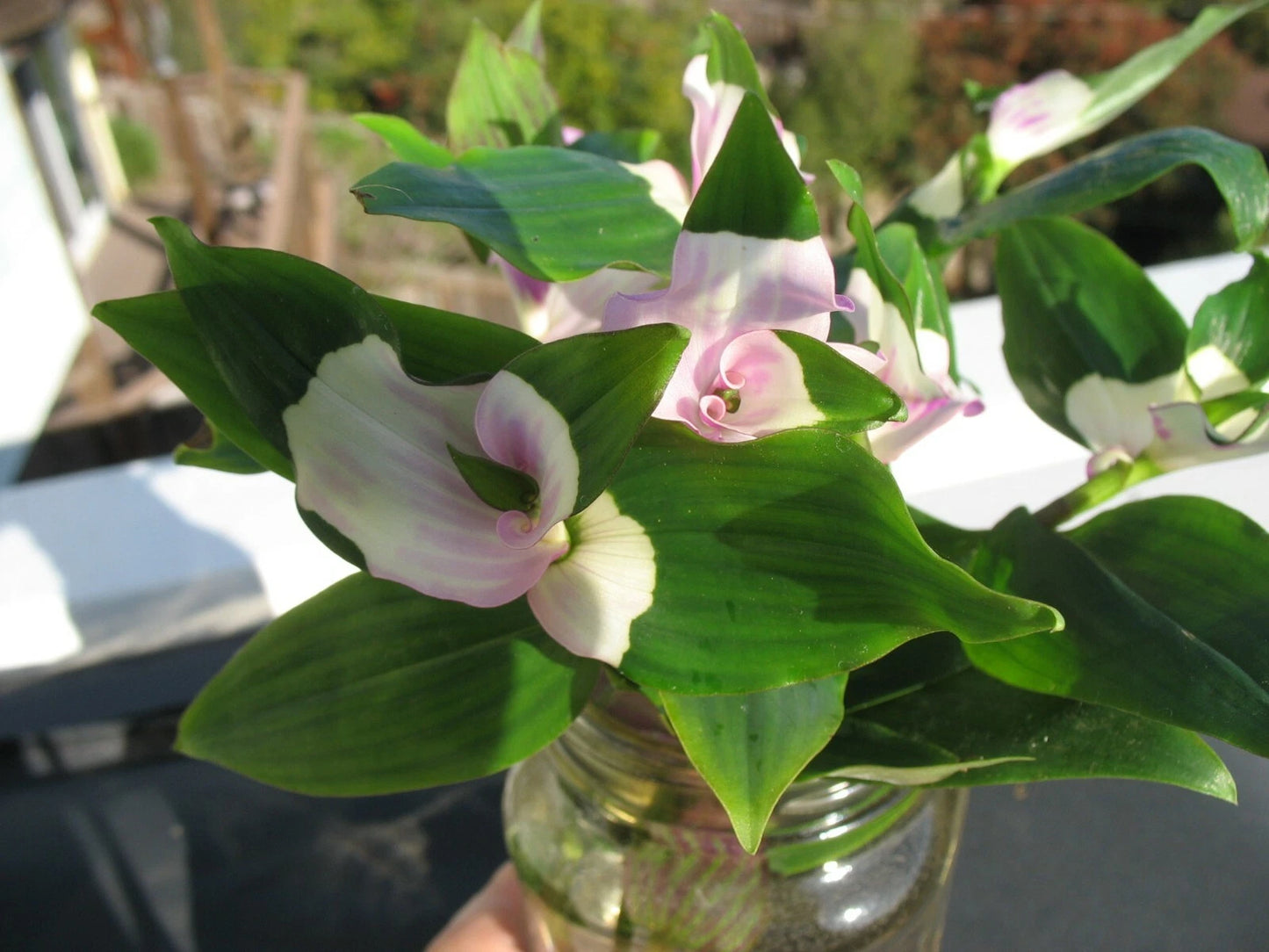 Rare Wandering Jew Cuttings - 5 Blushing Bride Cuttings + Bonus - Tradescantia Blushing Bride - Variegated Perennial Plant