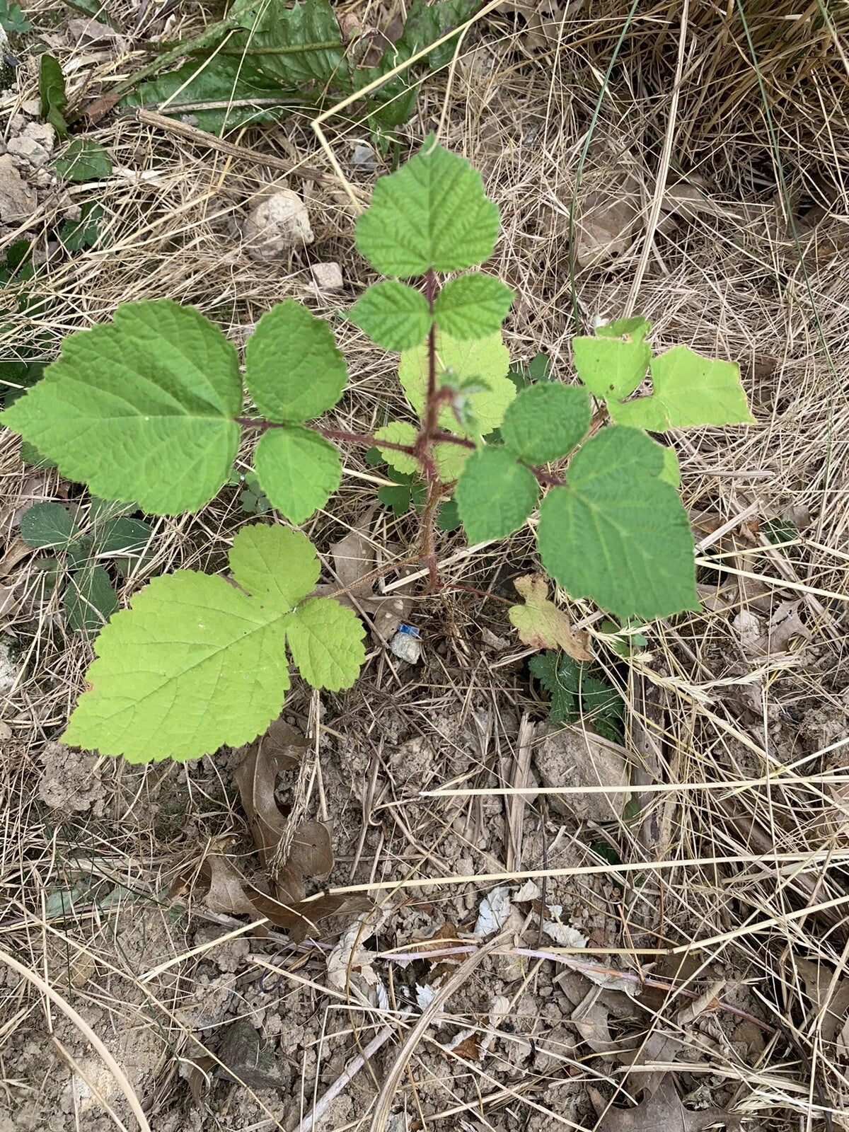 Wild Wineberry Bush Seedlings - 2 Live Plants, Fruiting Bare Root - Rubus phoenicolasius