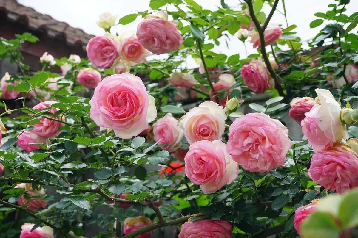 Climbing Rose Live Plant - Pink Eden Variety, Own Root, Fragrant Blooms, Rosa 'Pink Eden' for Outdoor Gardens