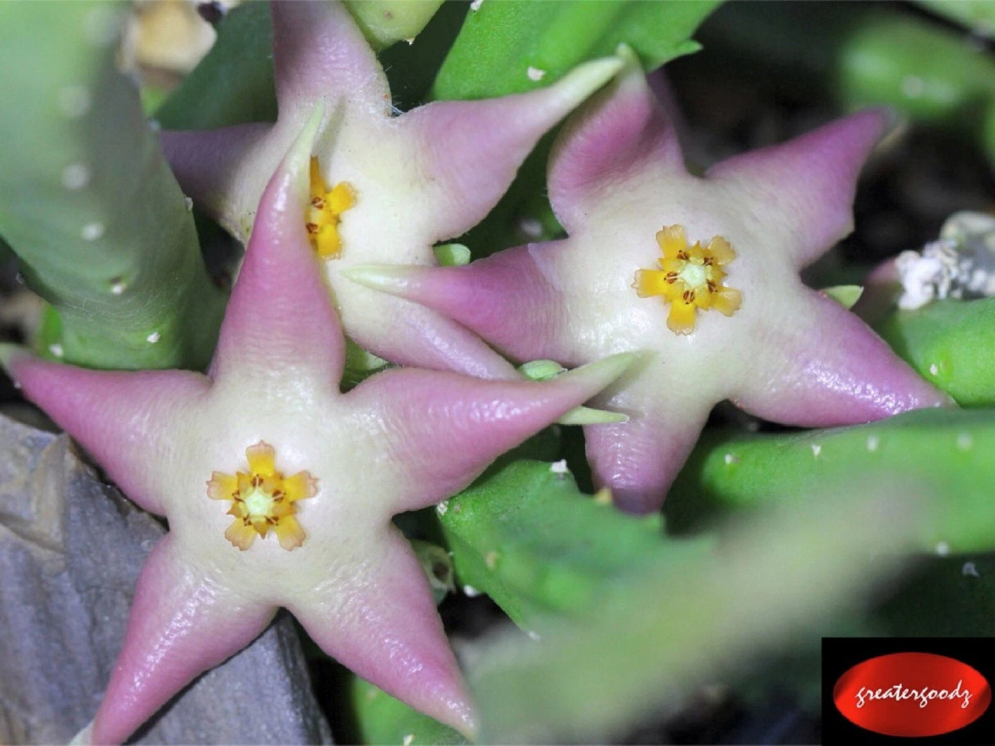 Stapelia Divaricata Stem Cutting - Pink Wax Beauty, Succulent Cactus - Verified Species for Collectors