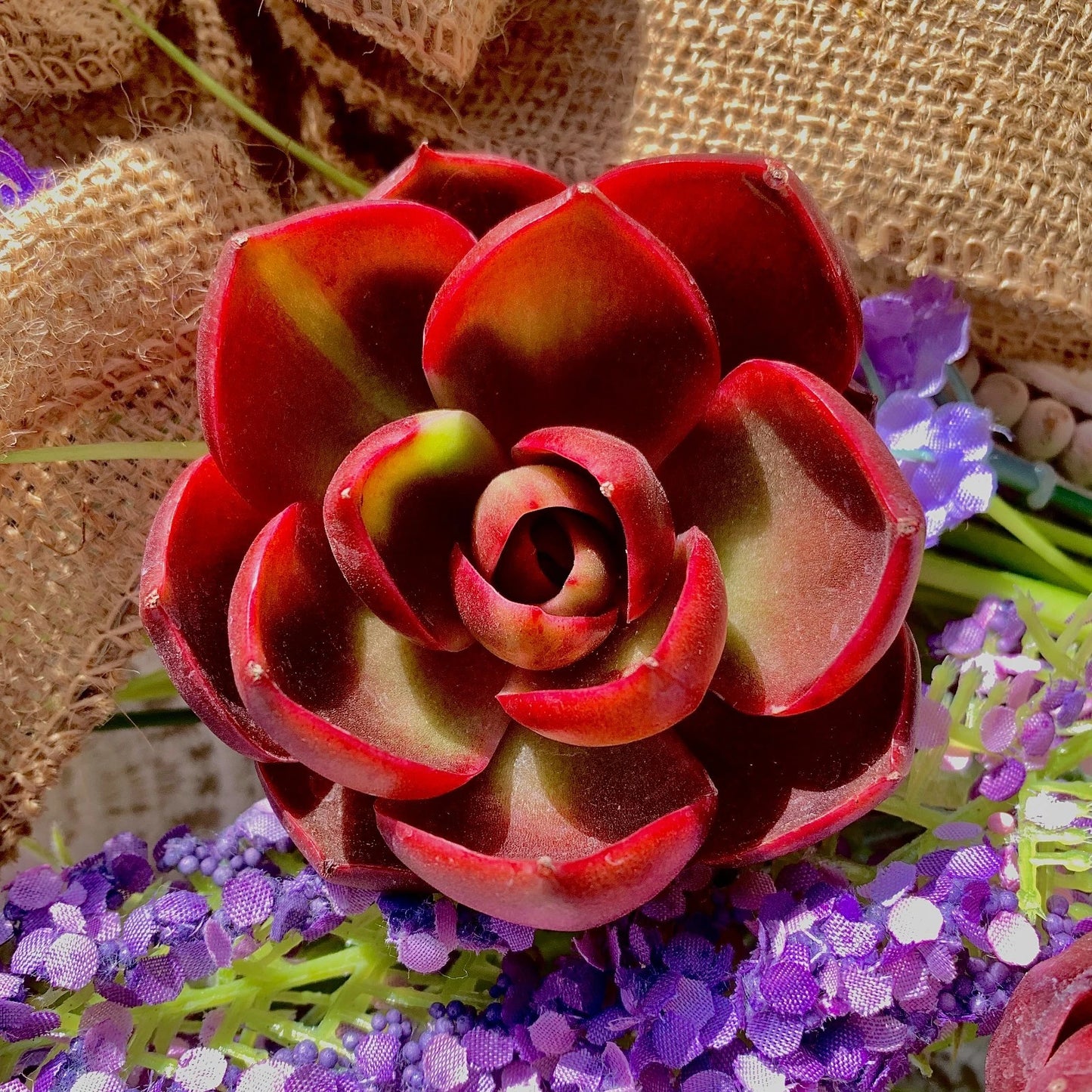 Live Succulent Plant - Echeveria 'Red Light' - Bare Root - Ideal for Home Decor & Gifts - Low Maintenance & Drought-Tolerant