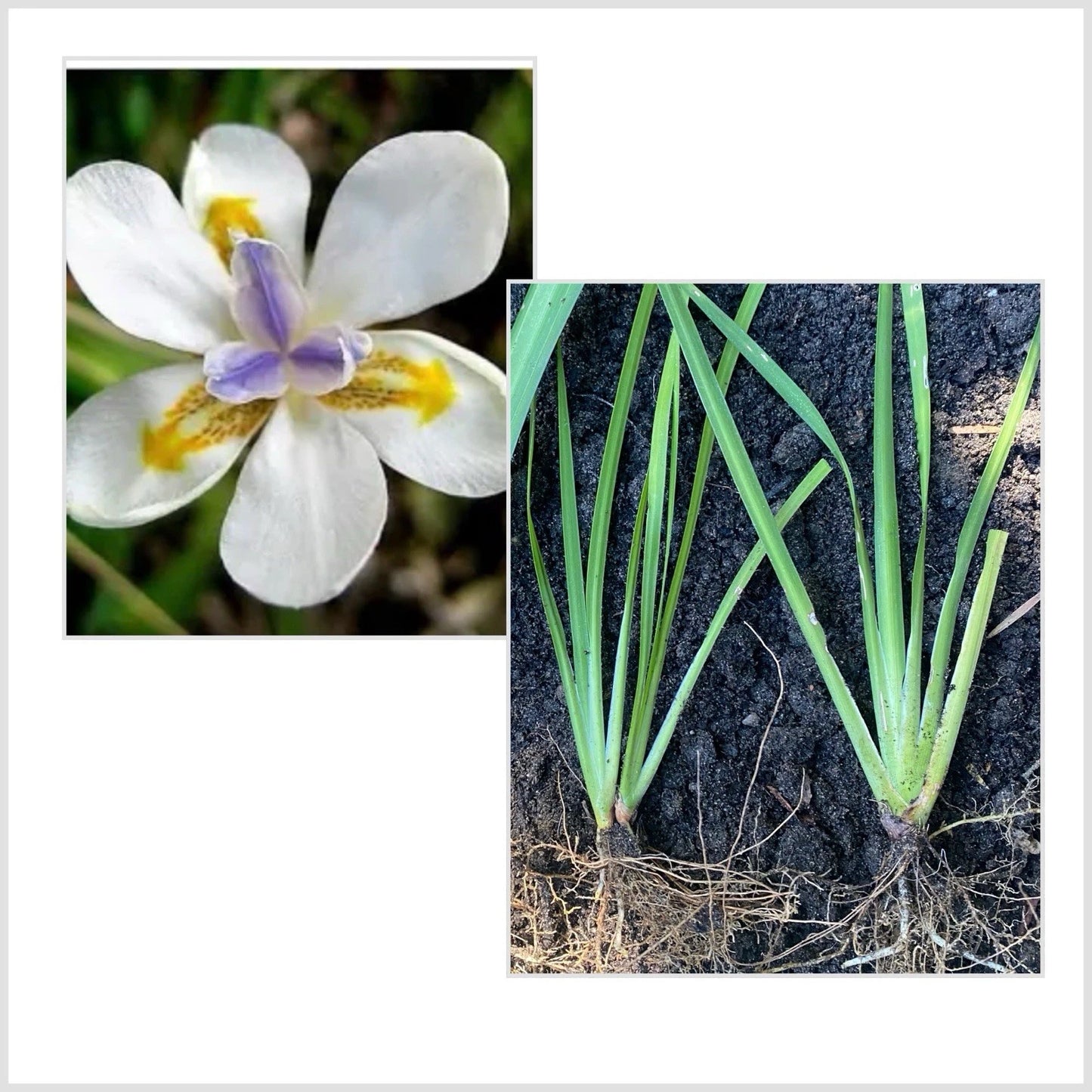 Rooted Fortnight Lily Plants - 2 Well-Rooted African Iris - Hardy Perennial - Dietes grandiflora