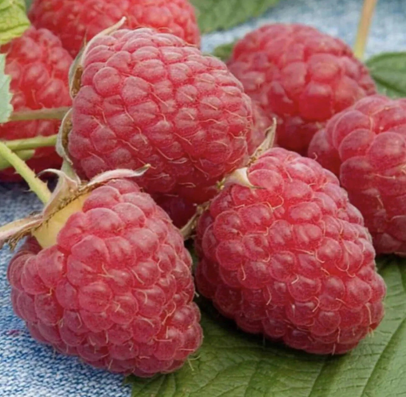 Red Raspberry Plants - 5 Bare Root Everbearing Canes - Rubus idaeus 'Heritage' - Cold-Hardy Fruit for Home Garden