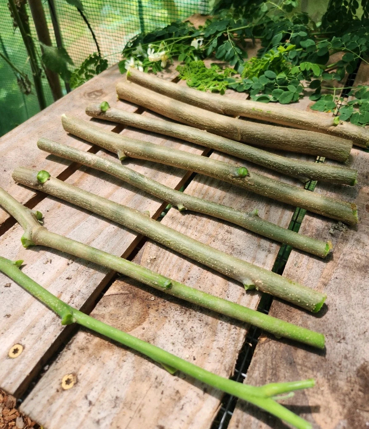 Moringa Cuttings - Assorted Sizes - Drumstick Tree - Moringa oleifera - Includes 5 Seeds - Freshly Harvested for Success