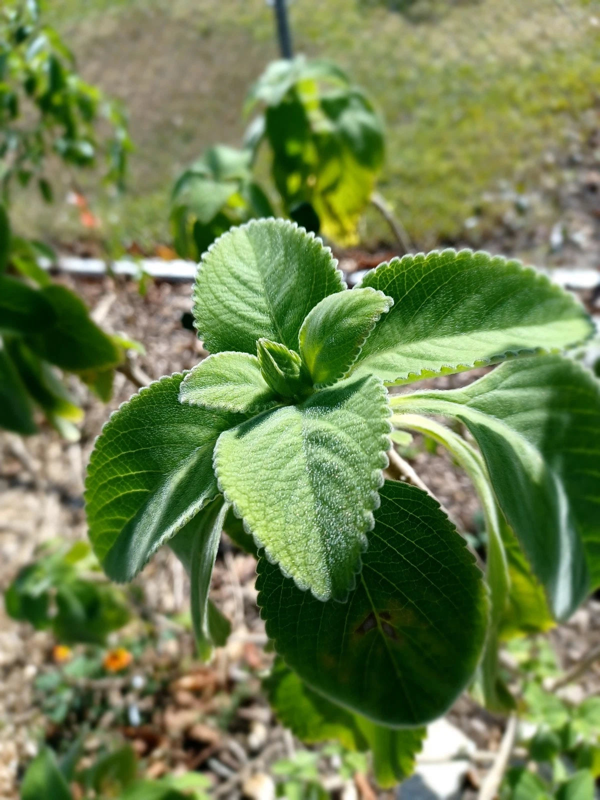 Toilet Paper Plant Cuttings - 5 Live Cuttings - Blue Spur Flower (Plectranthus barbatus) - Rare Organic Florida-Grown