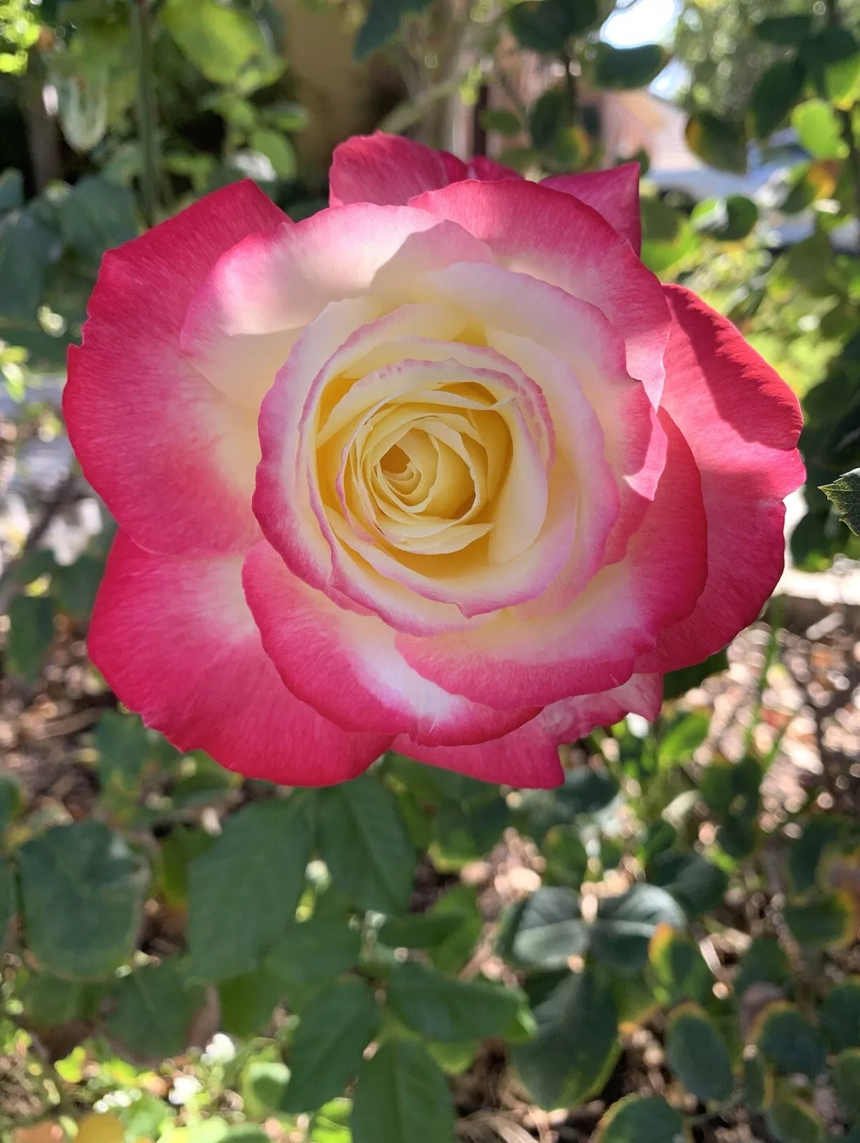 Large Fragrant Double Delight Rose - 5 Stems for planting
