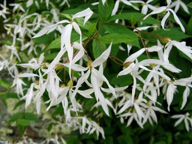 Gillenia Trifoliata Bare Root Bowman's Root Plant - Hardy Perennial for Part Shade Garden - Indian Physic Flowering Plant