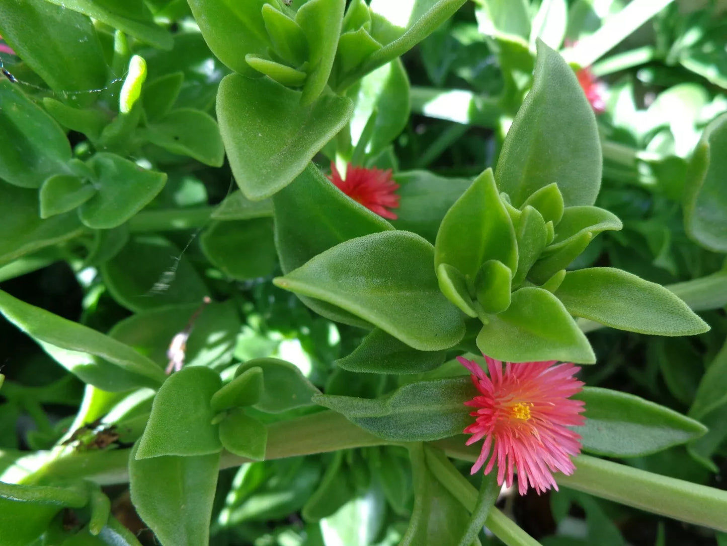 10 Beautiful APTENIA Cordifolia BABY SUNROSE Red/ Pink