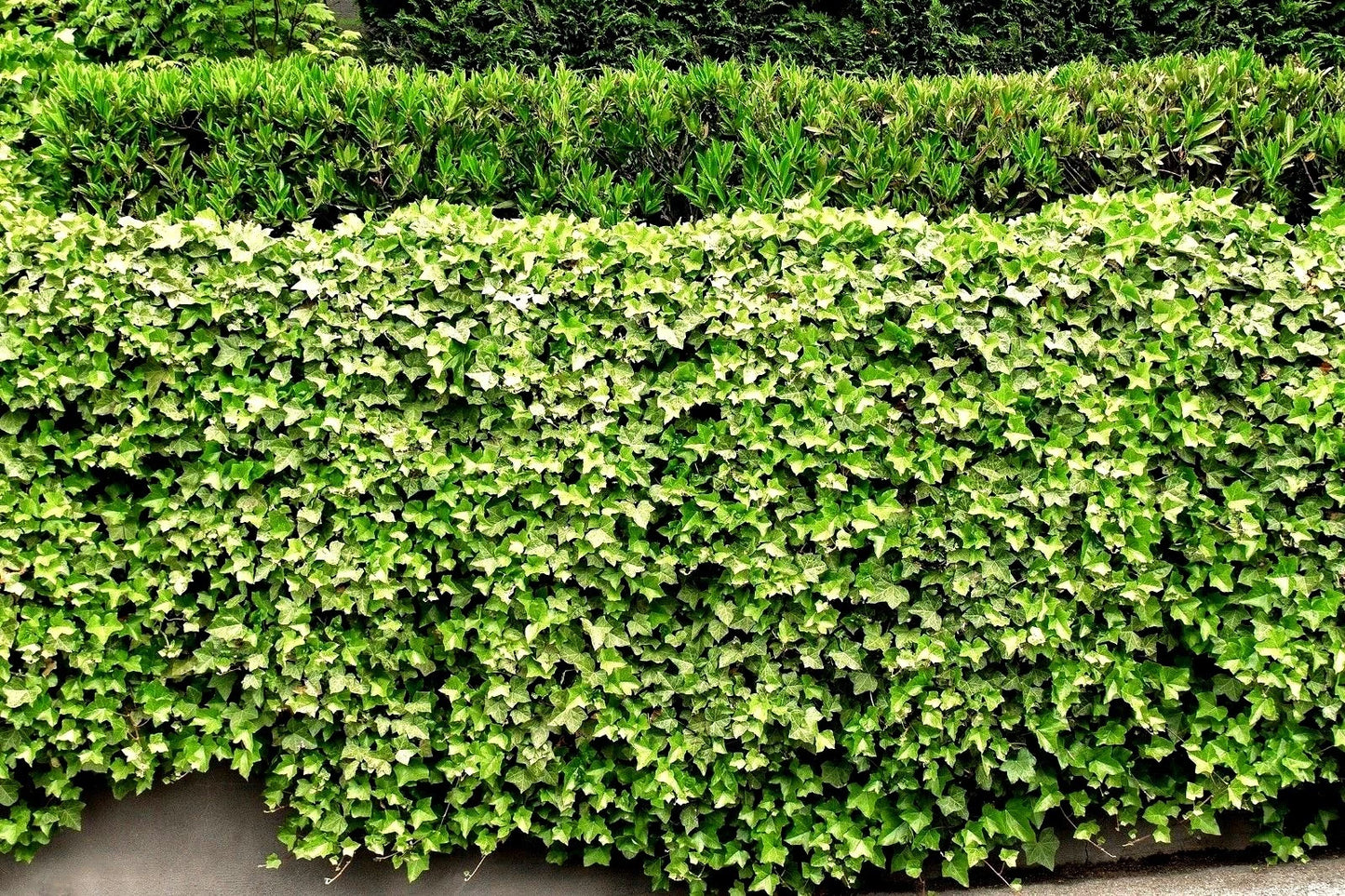 English Ivy Roots - 5 Bare Root Plants for Living Fence or Patio Cover - Hedera helix - Green Lawn Solution
