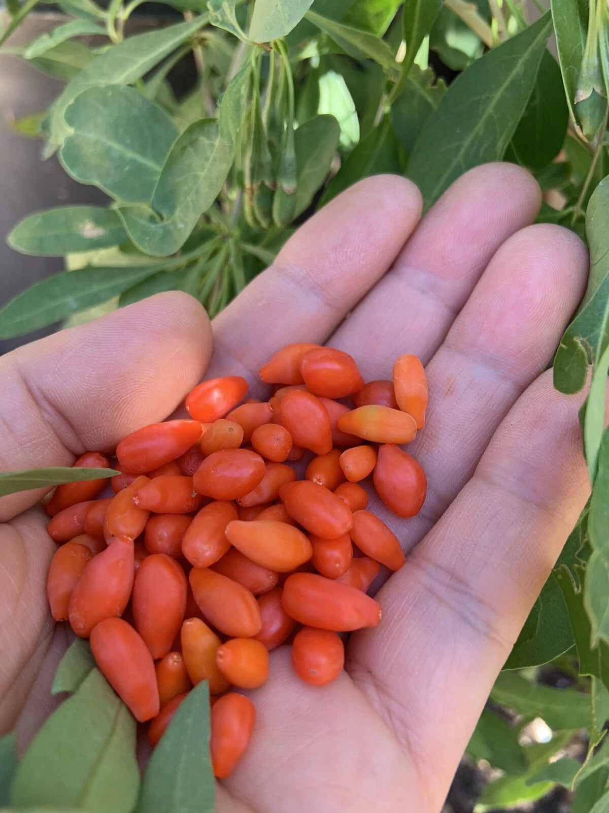 Goji Berry Plants Bundle - 3 Bare Root Live Plants + 3 Live Cuttings - Lycium barbarum - Fast-Growing Superfood Garden Starter