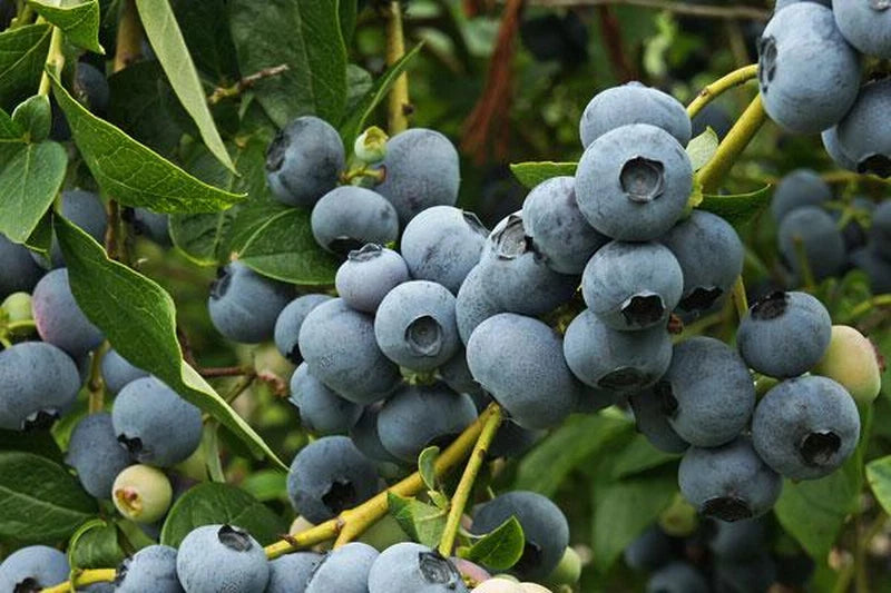 Patriot Blueberry Plant - Rooted, Self-Pollinating, Large Blue Berries, High Yield, Vaccinium corymbosum, Zones 5-8