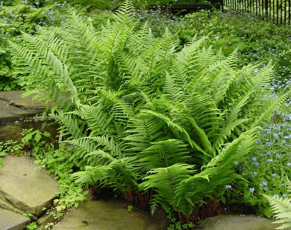 Lady Ferns Bare Roots Set of 5, Live Garden Plants for Outdoors, Athyrium filix-femina, Easy Care Greenery