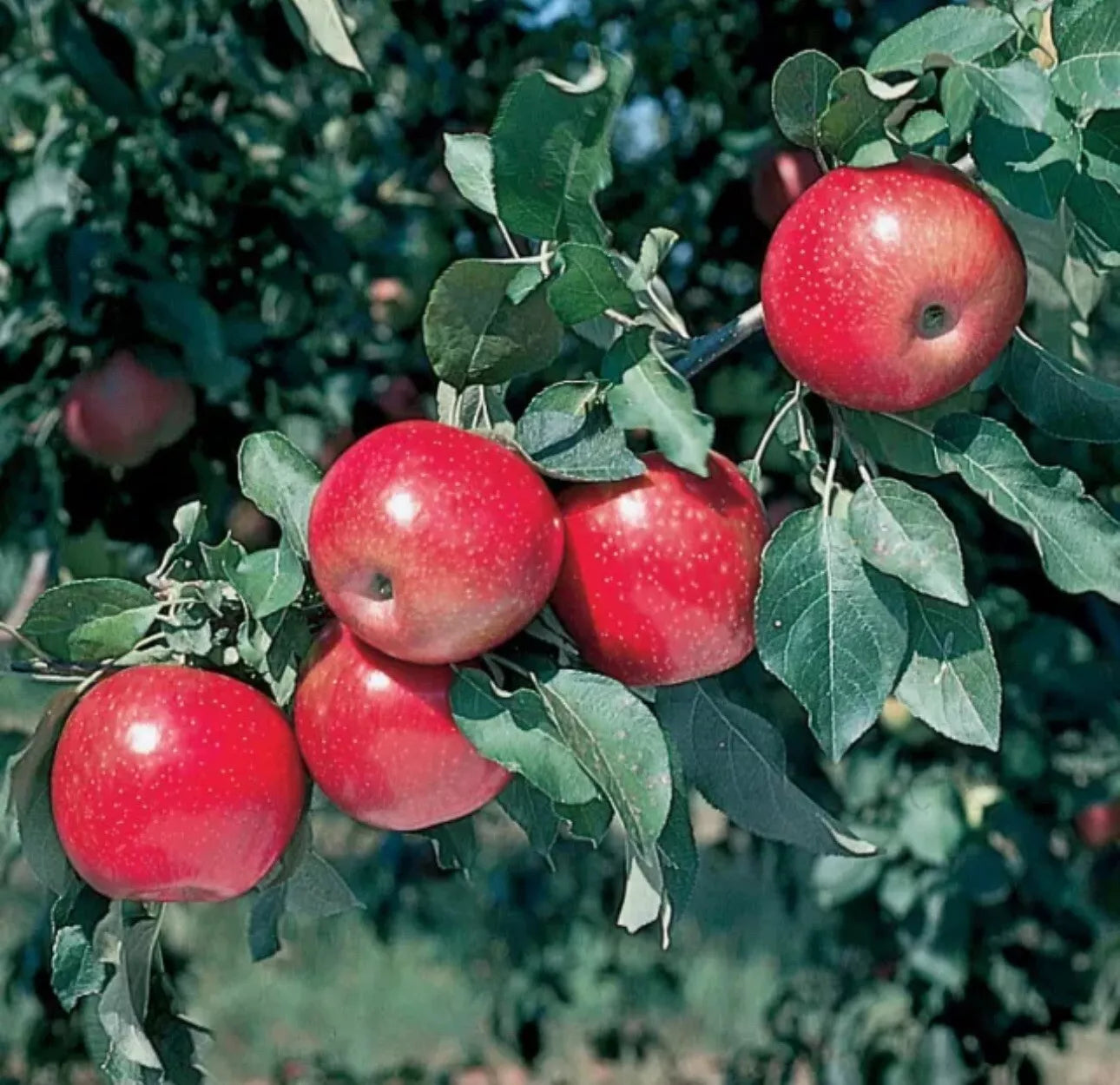 1 red fuji Apple Tree rooted trees up to 10 inches tall