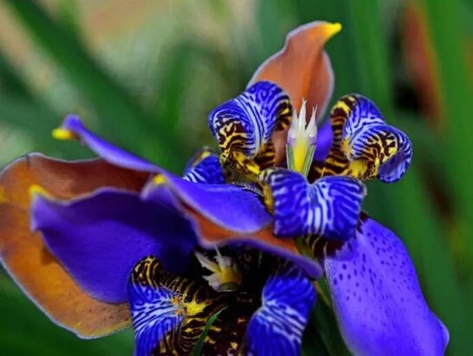 1 Regina Giant Blue Walking Iris Rooted Organic