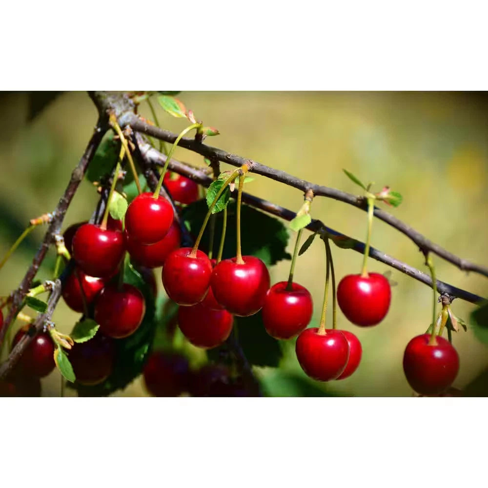 Bare-Root Montmorency Pie Cherry Tree 3-4 Ft Tall - Prunus cerasus - Disease-Resistant, Ideal for Culinary Use, Zones 4-9