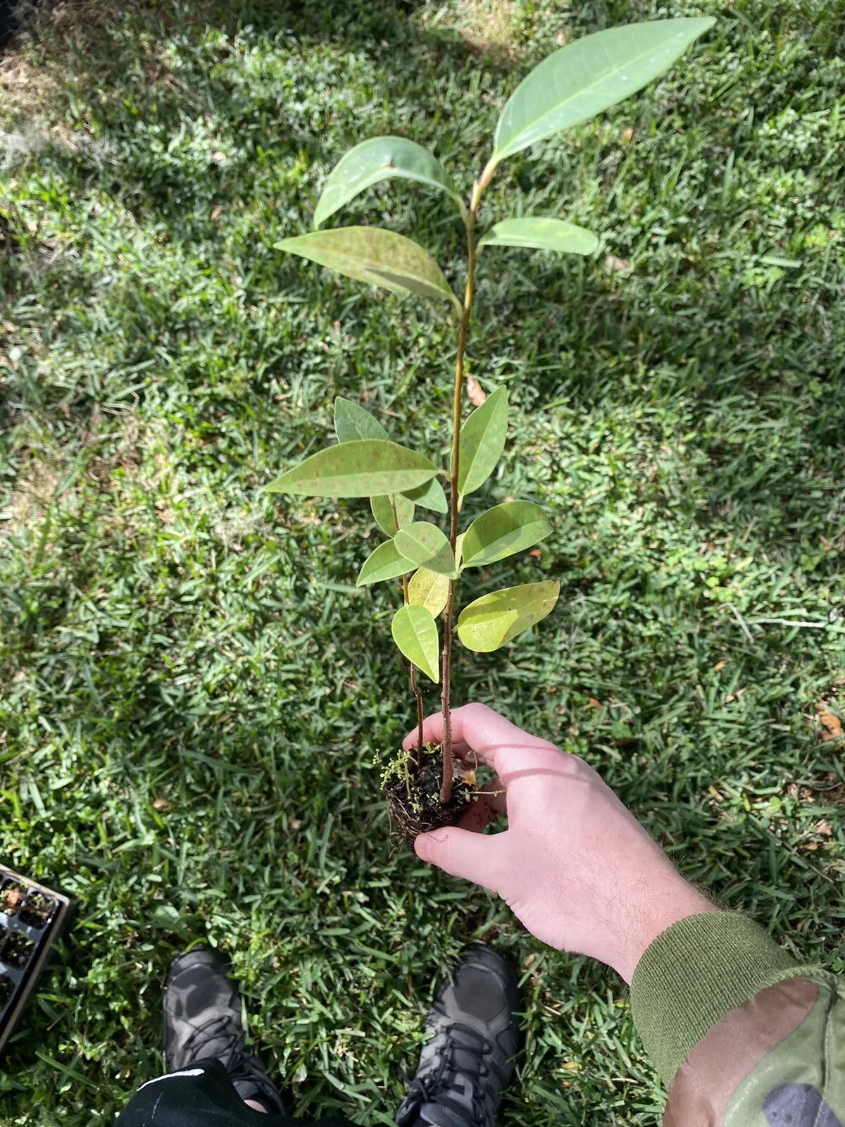 Pond apple seedling 8-12 inches