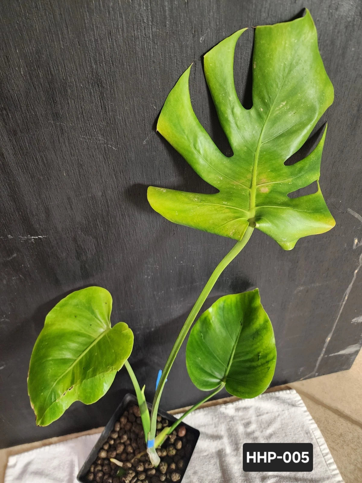 Monstera Deliciosa Live Rooted Cutting Swiss Cheese Plant - Tropical Indoor Climbing Plant (No Pot)