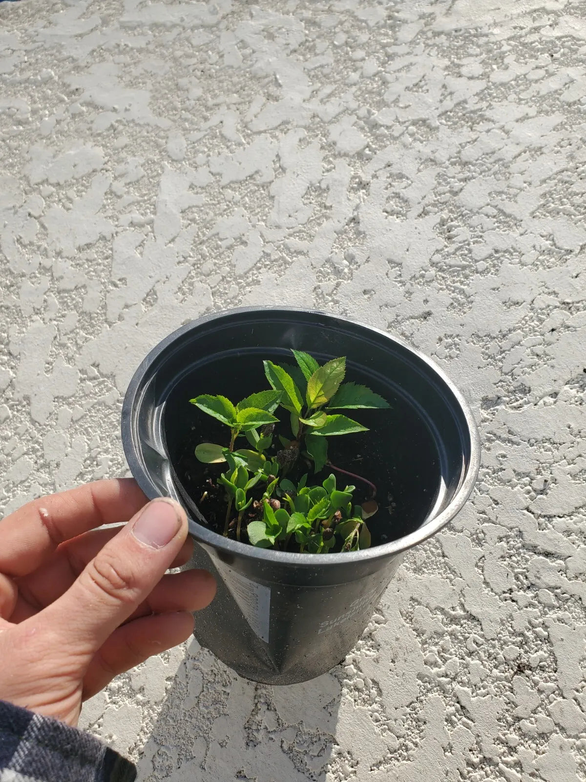 A Honeycrisp Apple tree seedling, about 1-2" tall, Rooted