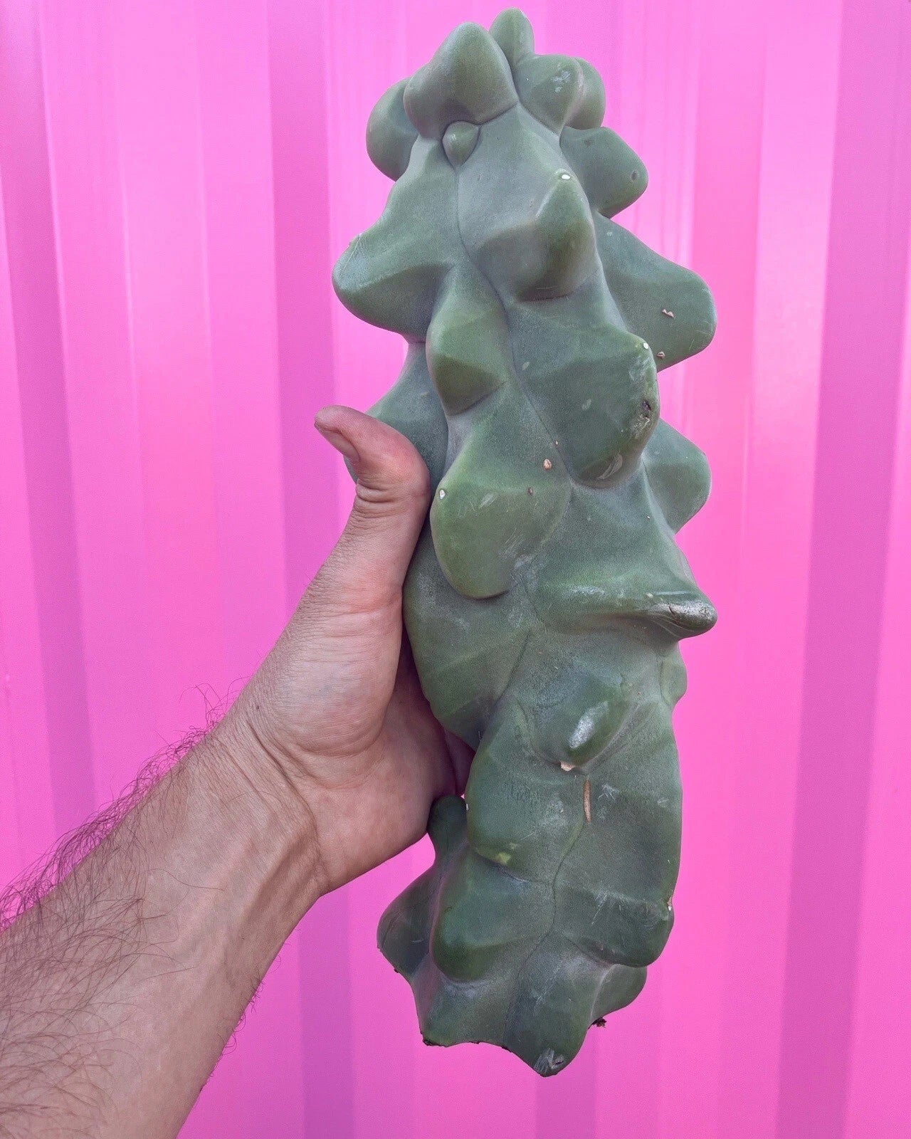 Totem Pole Obesa Cactus Cuttings 9.5”-12” Unrooted | Unique Cactus Variety | Perfect for Propagation | Euphorbia lactea