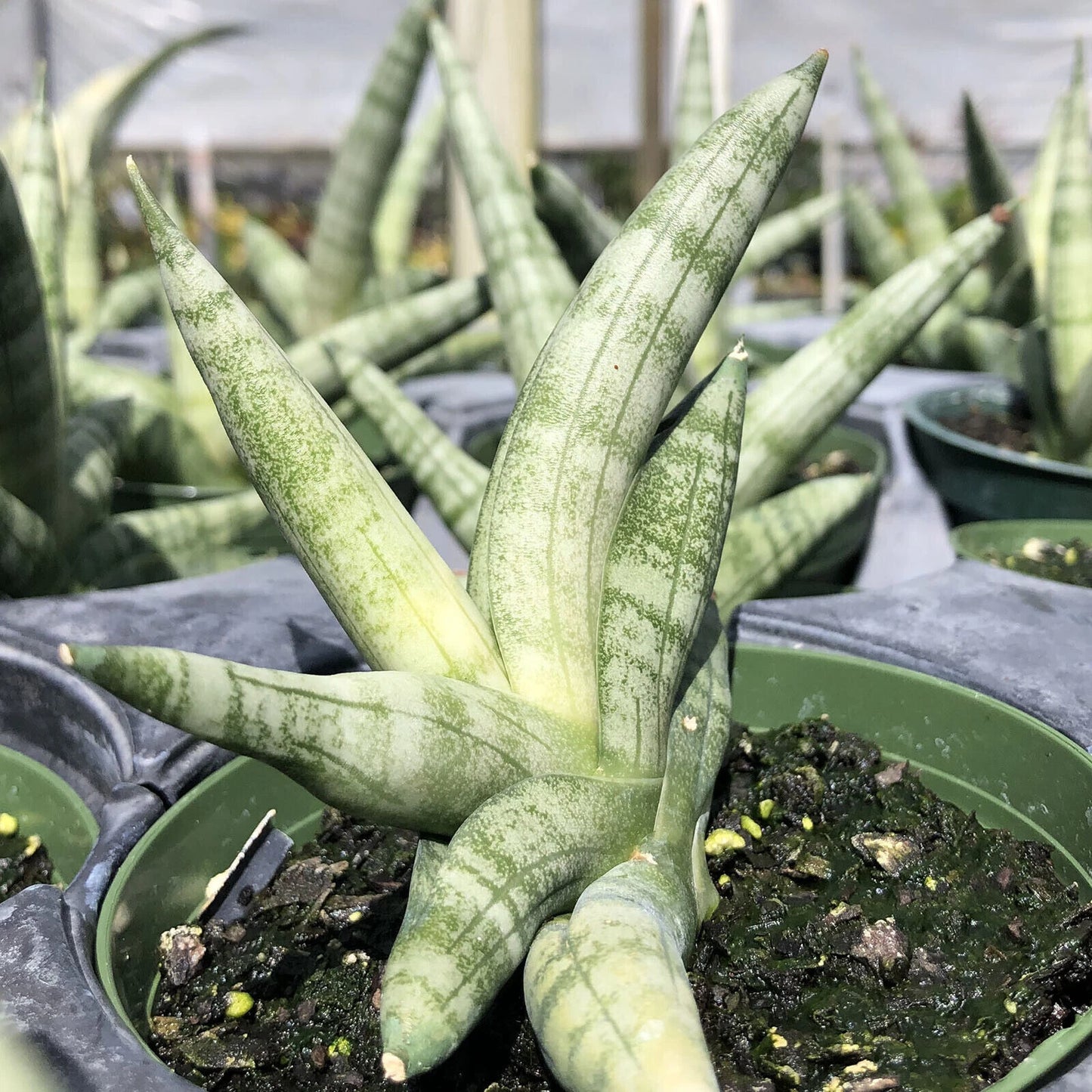 Sansevieria Cylindrica Boncellensis 6" Starfish Plant - Rooted Succulent - Snake Plant - Drought Resistant Ornamental Garden Plant