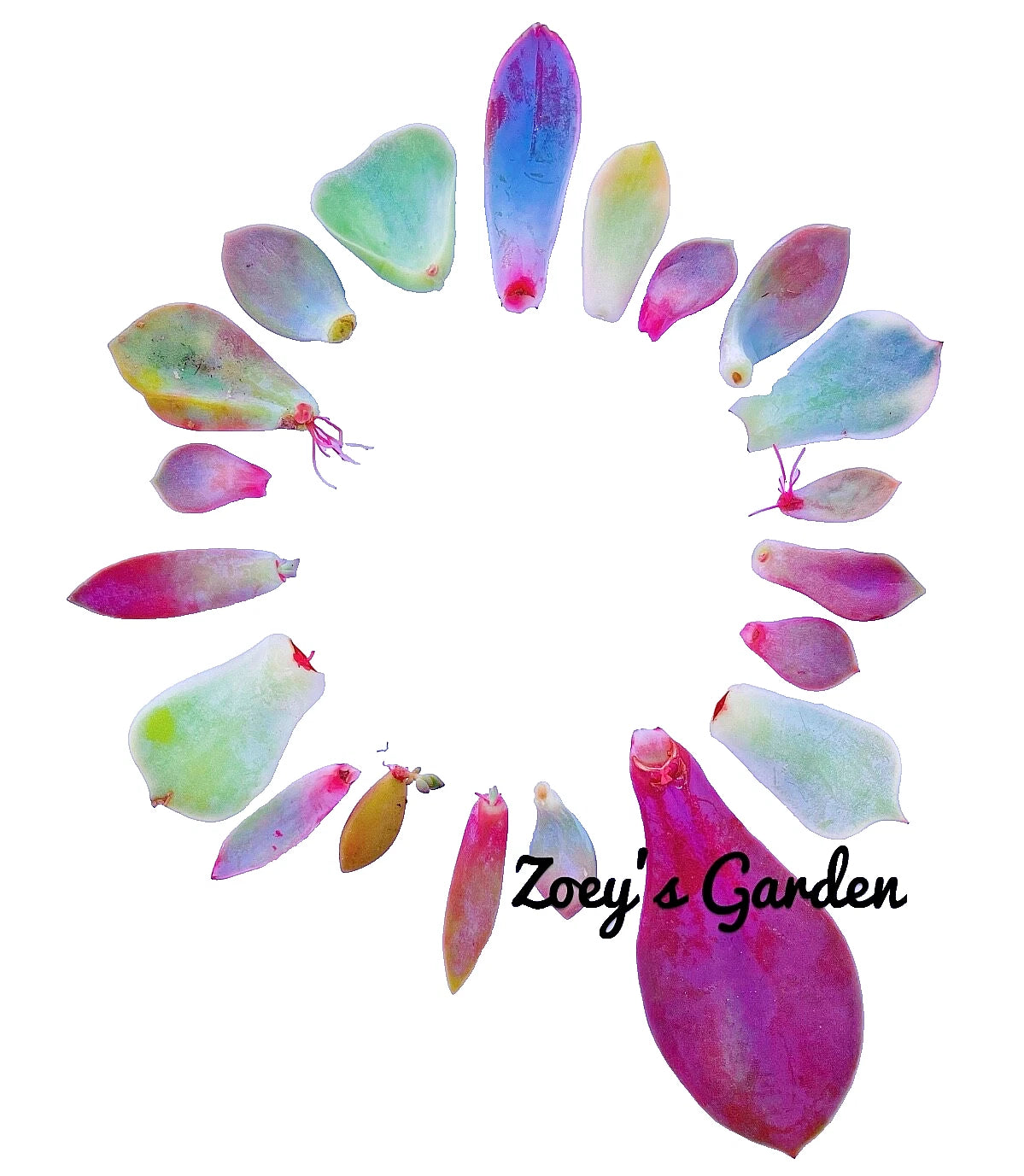 Succulent Plant Leaves for Propagation - 20 Assorted Varieties + Bonus - Perfect for DIY Garden - Ideal for Beginners & Enthusiasts