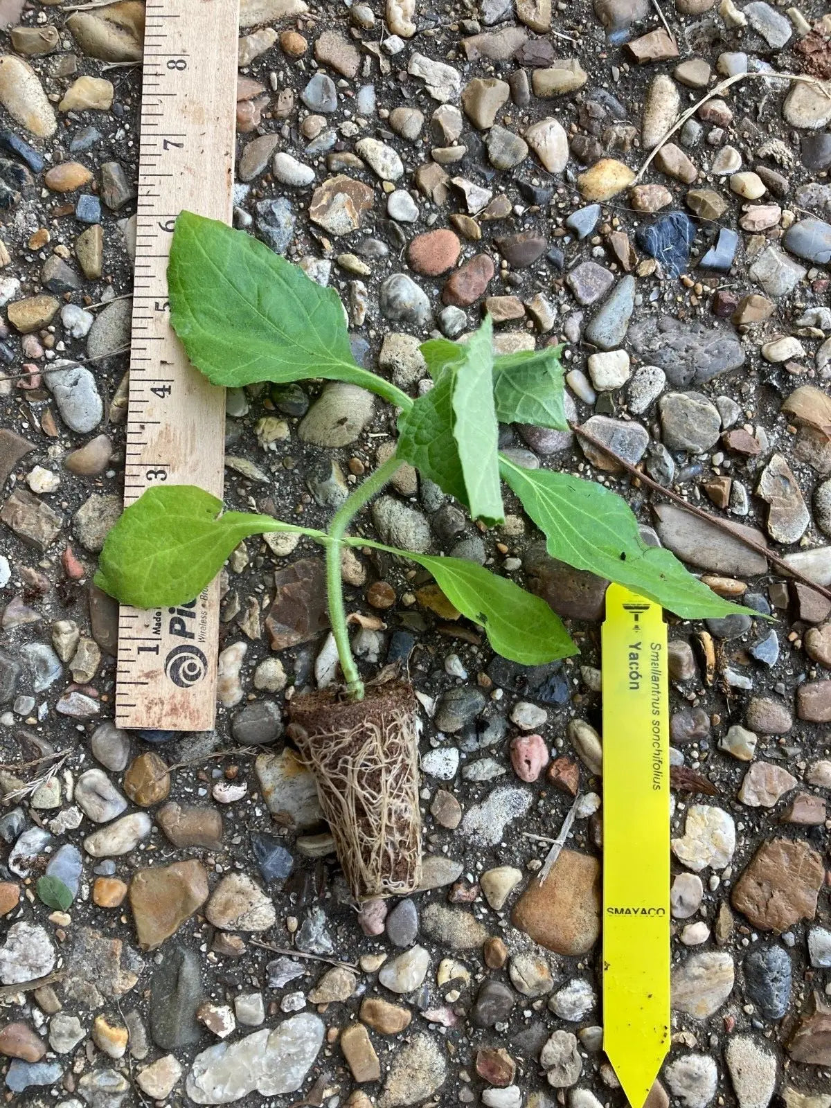 1TC Plant Plug Tree-4-8in-Edible Tuber Yacon Ground Apple (Smallanthus sp.)