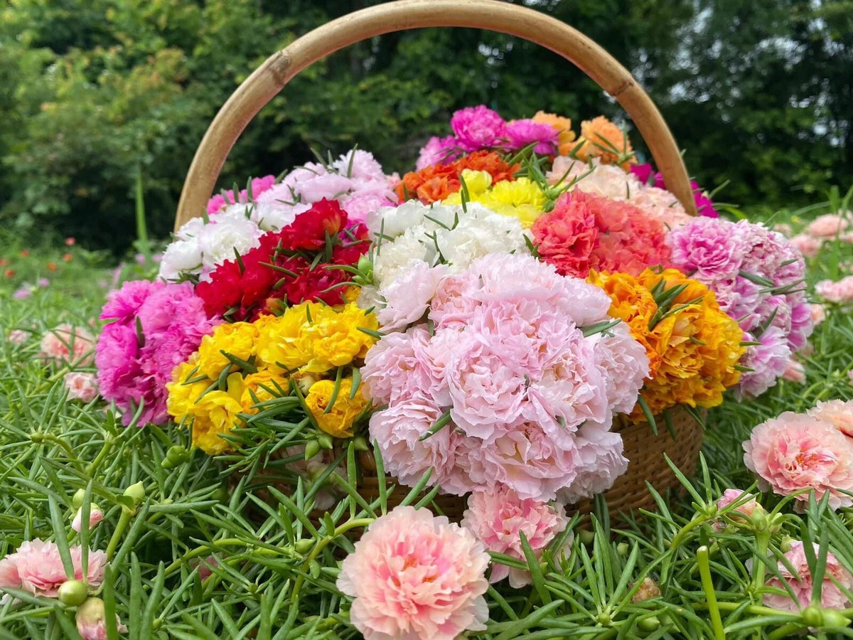 Portulaca Cuttings - 5 Inch Mixed Colors - Random Selection of 70 Varieties - Portulaca grandiflora