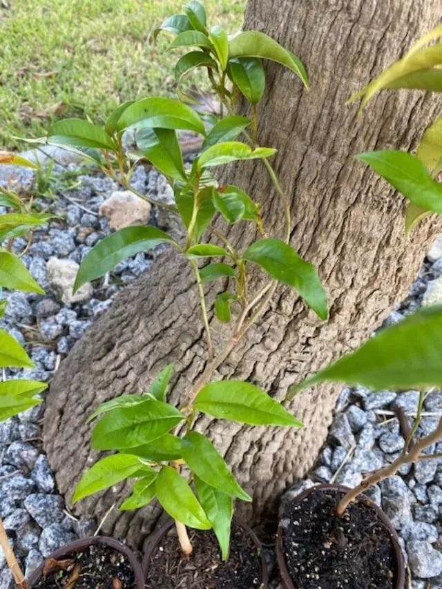 GREEN STAR APPLE SEEDLING FROM 12 TO 14" TALL (CHRYSOPHYLLUM CAINITO )