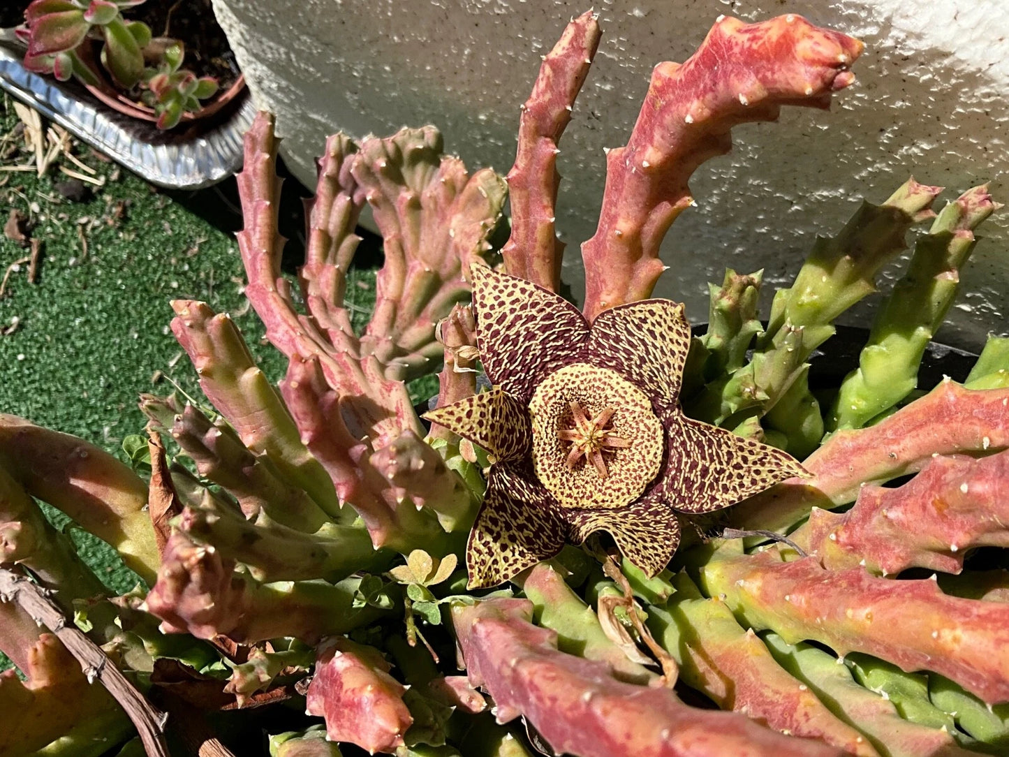 Stapelia Cuttings 4-5" Variegated Starfish Flower Orbea Species - Unique Green Patterns for Outdoor Cultivation