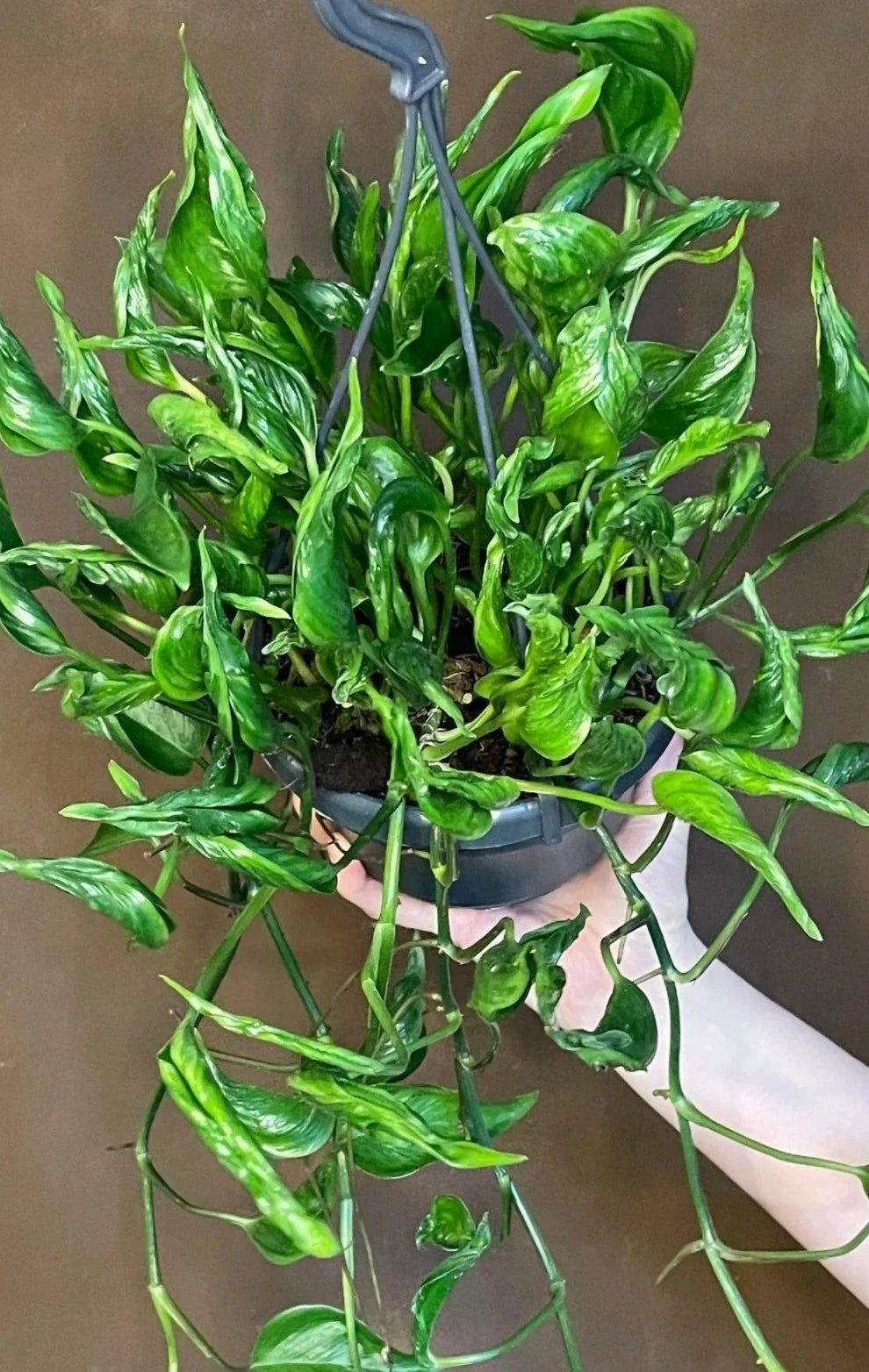 Shangri La Pothos Cuttings - 3 Fresh Cuttings Epipremnum aureum - Rooting Nodes with Leaves for Water Propagation