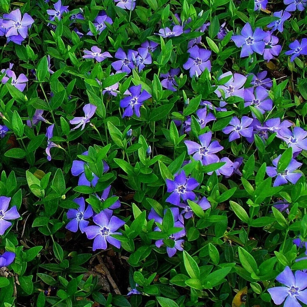 25 Vinca Minor Periwinkle Ground Cover Plants - Evergreen Creeping Myrtle, Drought-Resistant Perennial, Organic, Deer-Resistant