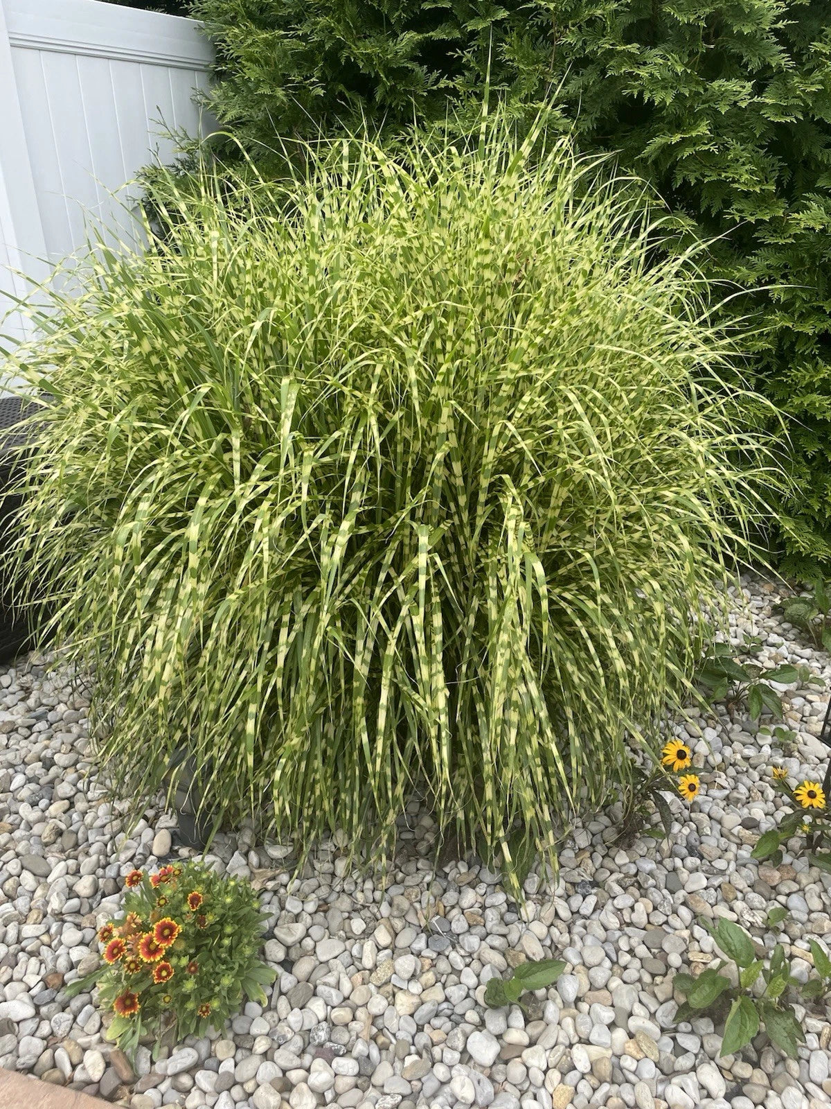 Miscanthus Zebra Maiden Grass - 1 Clump Fully Rooted Striped Gold - Ornamental Grass for Full Sun - Miscanthus sinensis