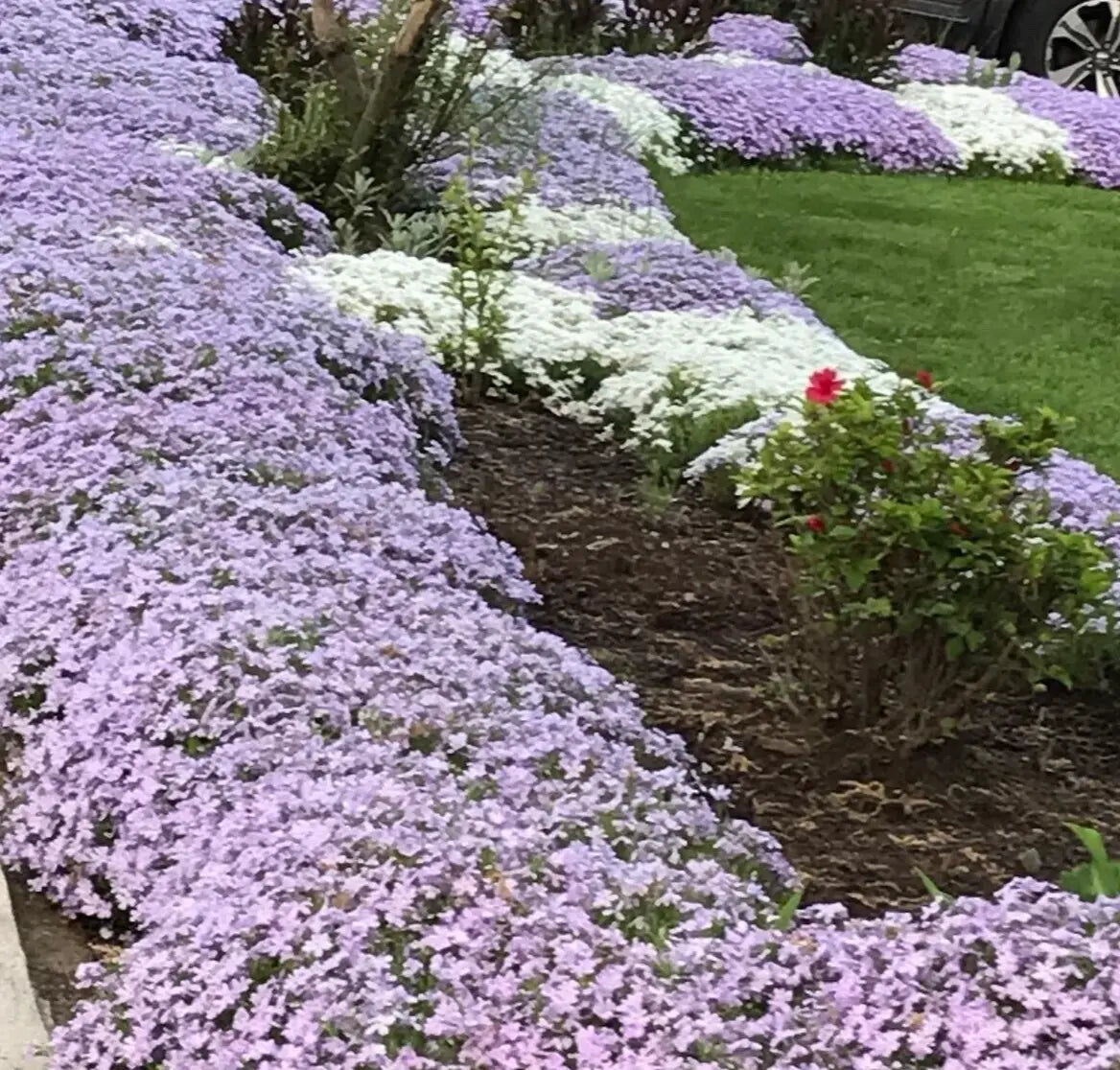 5 Deer Proof Perennial Plants Creeping Phlox Lavender Ground Cover