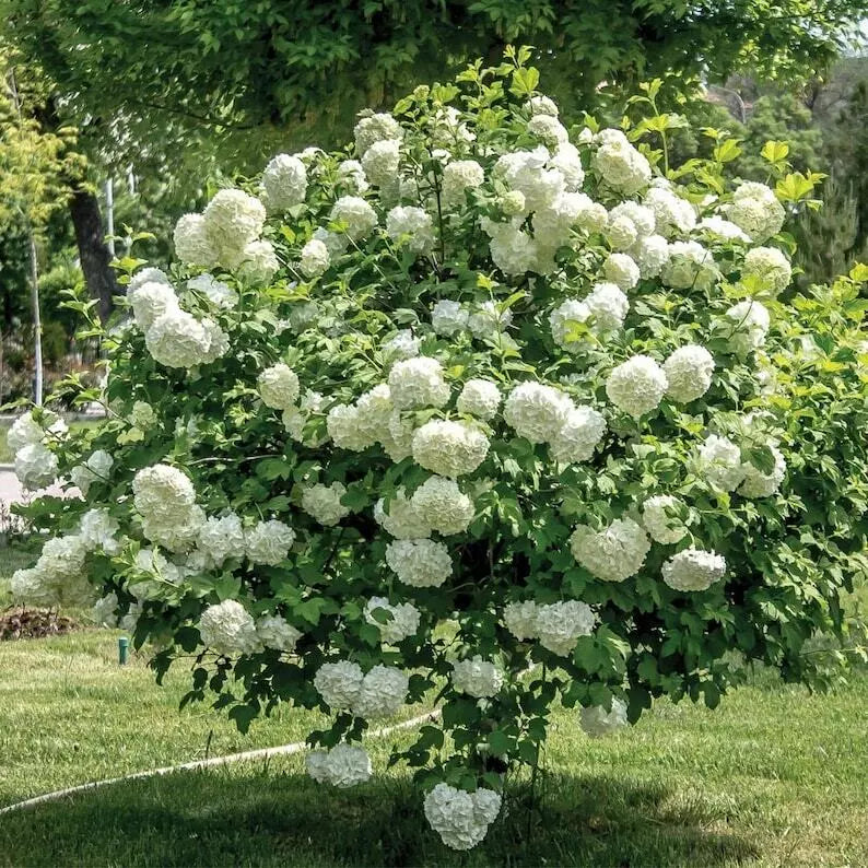 1pc Old Fashioned Snowball Viburnum Shrub/Bush 6-12" Tall Live Plant 4" Pot