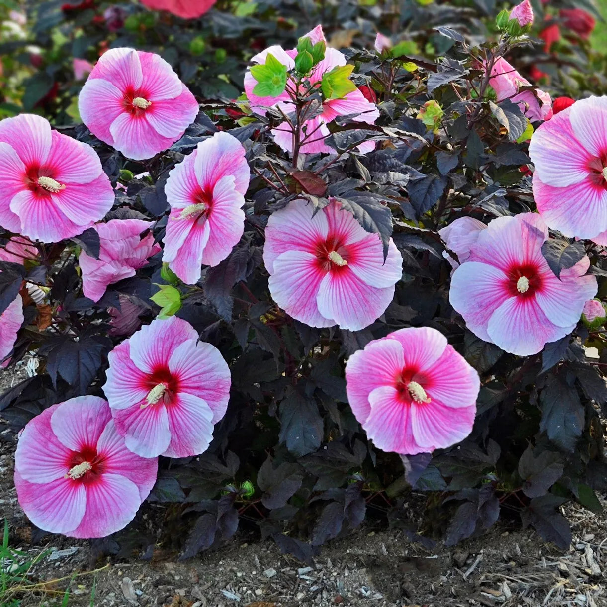1 Live Potted Plant bush hibiscus STARRY STARRY NIGHT flower hardy 2.5" pot
