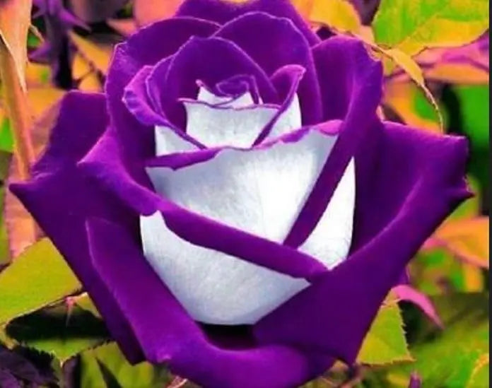 10 White Purple Rose Seeds Flower Bush Perennial Shrub Flowers Seed