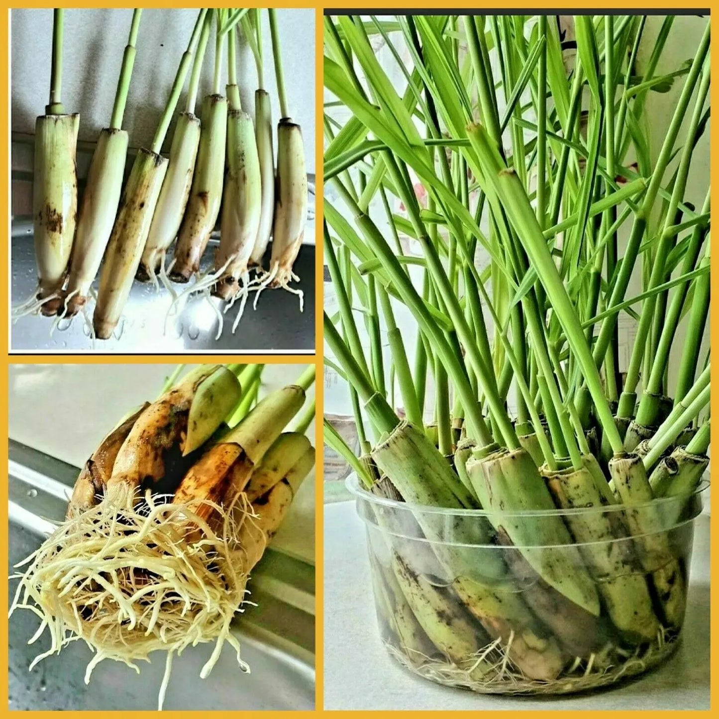 5 Lemongrass Stalks Cymbopogon Easy to Plant Citronella