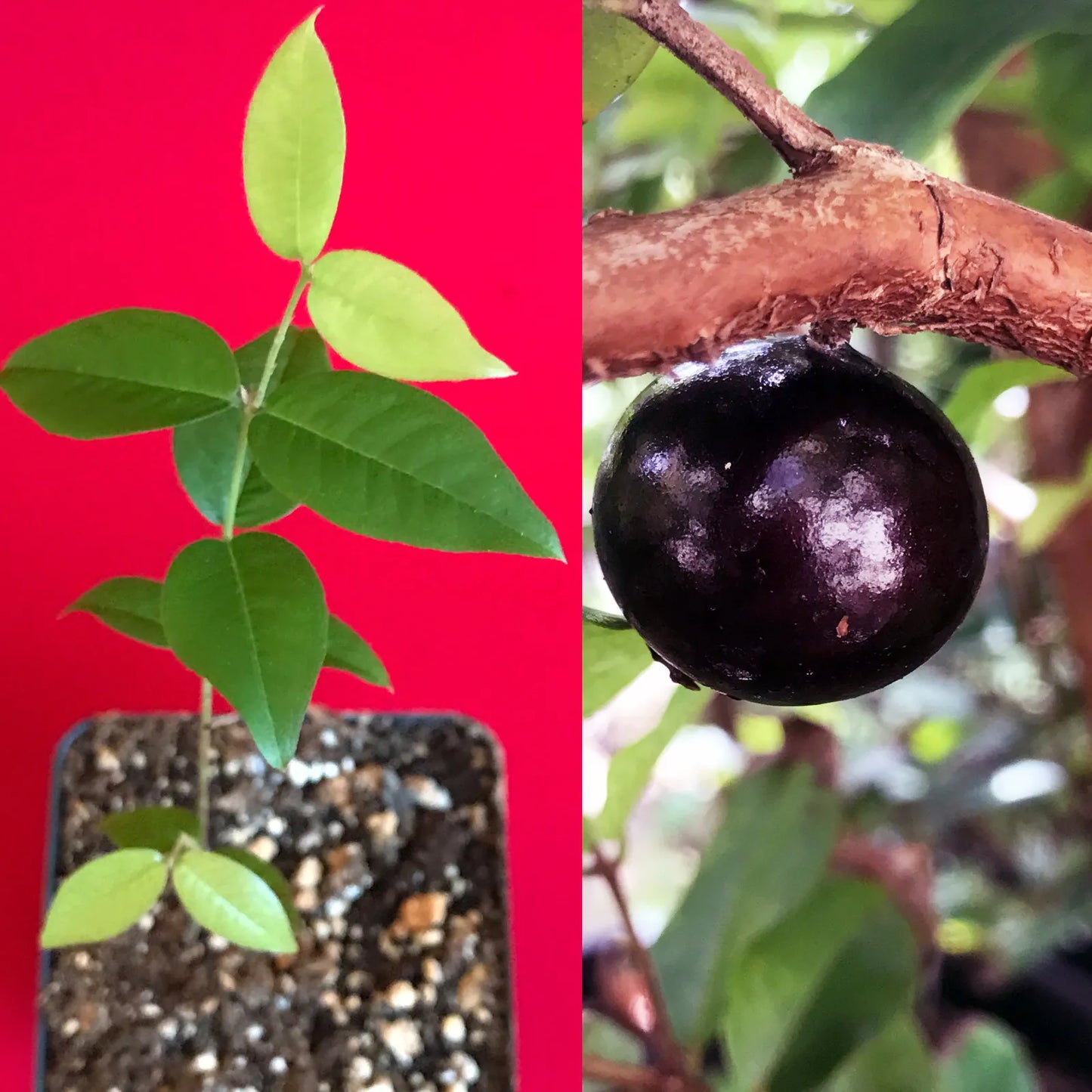 Red Hybrid Jaboticaba Myrciaria Plinia cauliflora x aureana Fruit Tree Plant