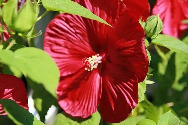 5 Seeds Hibiscus moscheutos Luna Red Hardy Hibiscus