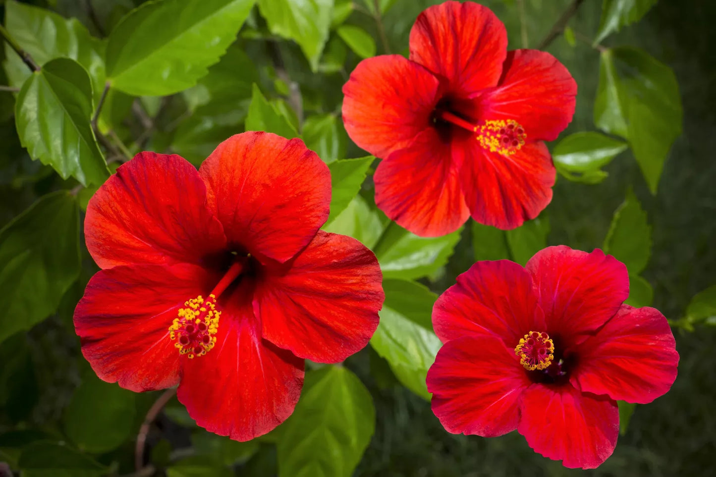 10 LUNA RED HARDY HIBISCUS Moscheutos Flower Small Bush Seeds