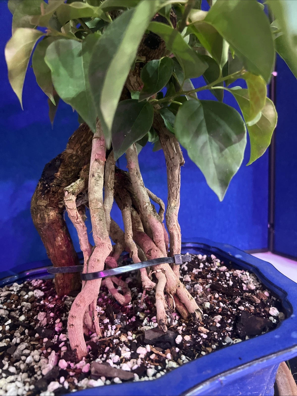 Flowering Bougainvillea Bonsai Tree - 16" Indoor Red Pixie Plant - Exposed Roots - Bougainvillea spp.