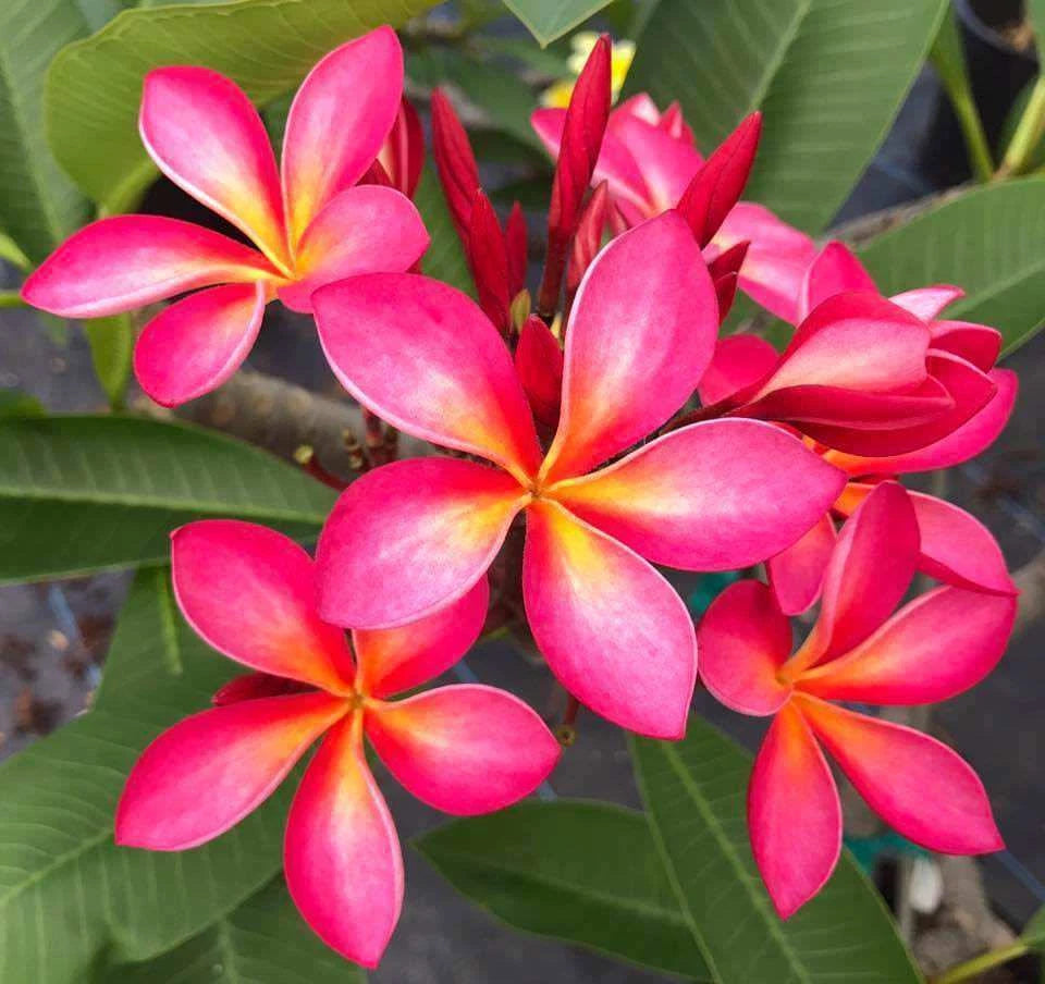 Fresh Cut Plumeria Cutting 6"-8" Pink Yellow Flower (Hawaiian) - Plumeria spp.